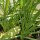 Haverwortel / Paarse morgenster (Tragopogon porrifolius) zaden