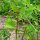 Hoornklaver (Trigonella foenum-graecum) zaden