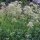 Valeriaan (Valeriana officinalis) zaden