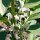Paardenboon (Vicia faba) zaden