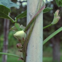 Slangenboon / Aspergeboon / Meterboon (Vigna unguiculata) zaden