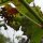 Wilde wijnstok / Wijndruif (Vitis vinifera ssp. sylvestris) zaden