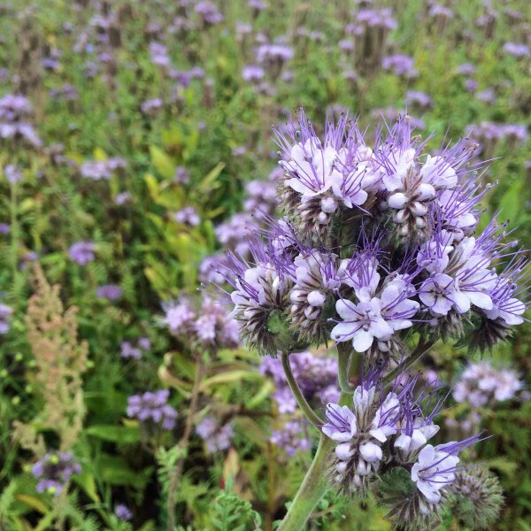 Bijenvriend / Phacelie (Phacelia tanacetifolia) bio zaad