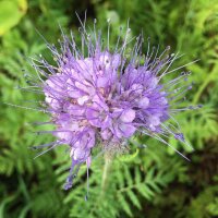 Bijenvriend / Phacelie (Phacelia tanacetifolia) bio zaad