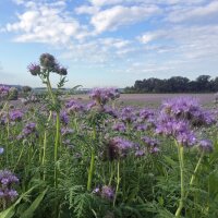 Bijenvriend / Phacelie (Phacelia tanacetifolia) bio zaad