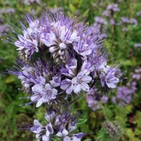 Bijenvriend / Phacelie (Phacelia tanacetifolia) bio zaad