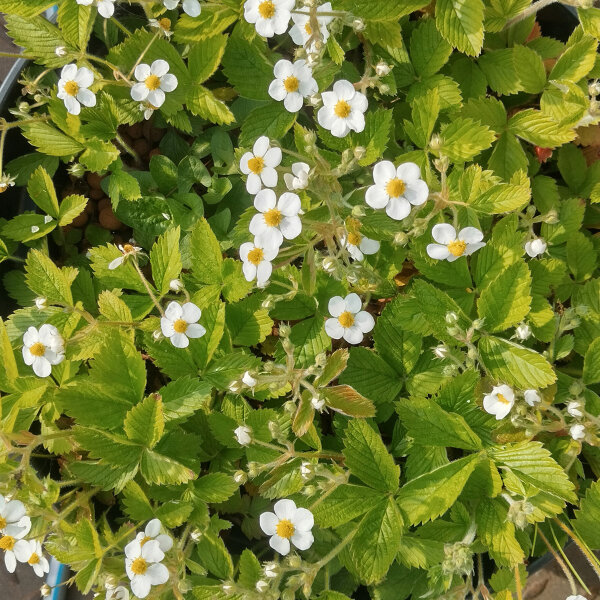 Grote bosaardbei / Kaneelaardbei  (Fragaria moschata) zaden