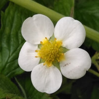 Grote bosaardbei / Kaneelaardbei  (Fragaria moschata) zaden