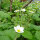 Grote bosaardbei / Kaneelaardbei  (Fragaria moschata) zaden