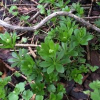 Lievevrouwebedstro (Galium odoratum) biologisch zaad