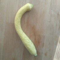 Gele courgette Yellow Crookneck (Cucurbita pepo) zaden