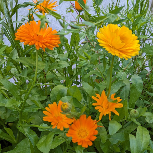 Bloemenboeket in oranje