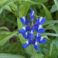 Bloemenboeket in blauw