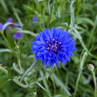 Bloemenboeket in blauw