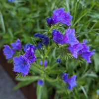 Bloemenboeket in blauw