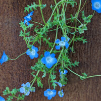 Bloemenboeket in blauw