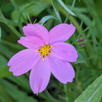 Bloemenboeket in roze