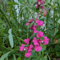 Bloemenboeket in roze