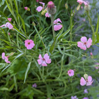 Bloemenboeket in roze