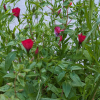 Bloemenboeket in rood