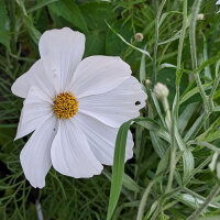 Bloemenboeket in wit