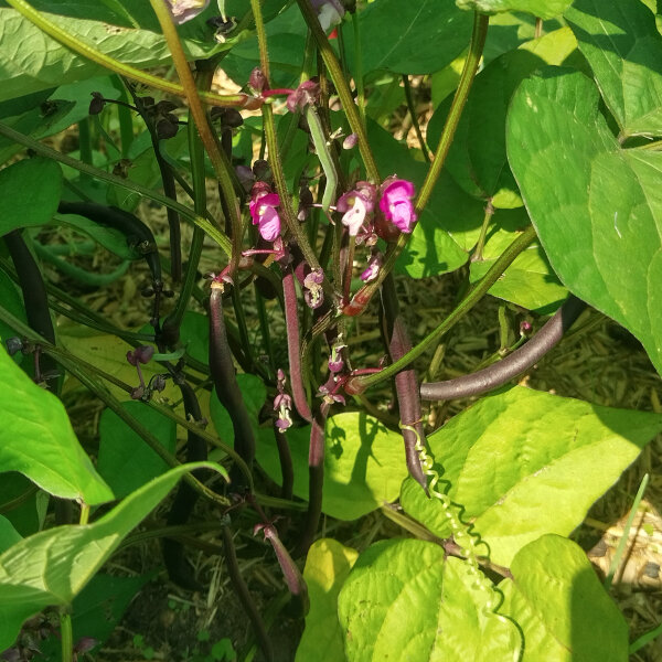 Violette bosboon Royal Burgundy (Phaseolus vulgaris) zaden