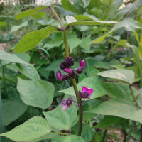 Violette bosboon Royal Burgundy (Phaseolus vulgaris) zaden