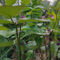 Violette bosboon Royal Burgundy (Phaseolus vulgaris) zaden