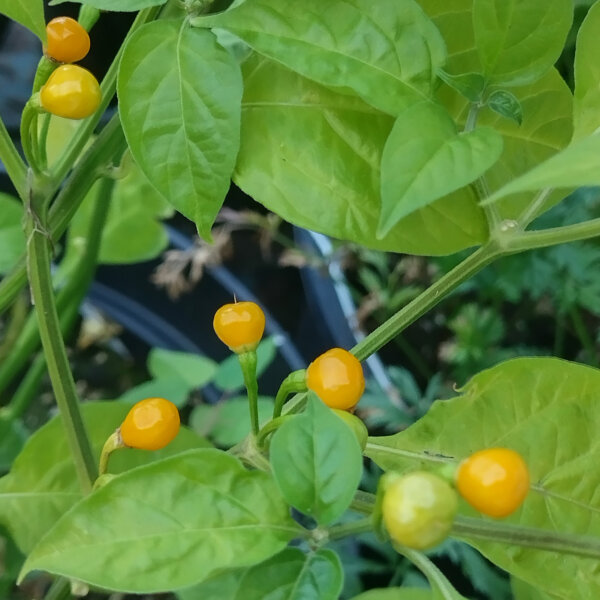 Chilipeper Aji Charapita (Capsicum chinense) zaden