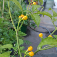 Chilipeper Aji Charapita (Capsicum chinense) zaden