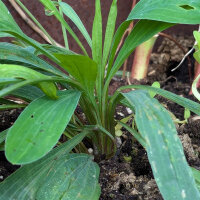 Sikkelgoudscherm (Bupleurum falcatum) zaden