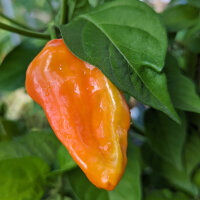 Milde chilipeper NuMex Suave Orange (Capsicum chinense)...