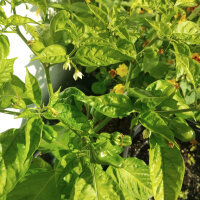 Milde chilipeper NuMex Suave Orange (Capsicum chinense)...