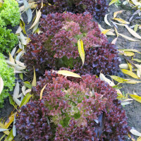 Pluk sla Lollo Rosso (Lactuca sativa var. crispa) zaden