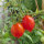 Tomaat Piennolo del Vesuvio (Solanum lycopersicum) zaad