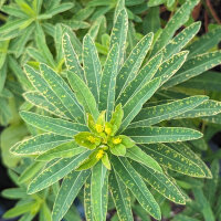 Kleurige wolfsmelk (Euphorbia epithymoides syn. polychroma)