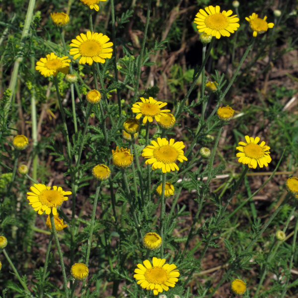 Gele (verver) kamille (Anthemis tinctoria) zaden