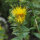Saffloer (Carthamus tinctorius) zaad