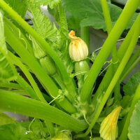 Courgette Zuboda (Cucurbita pepo) zaad