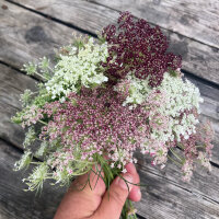 Wilde wortel Dara (Daucus carota ssp. carota) zaad