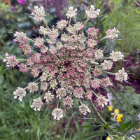 Wilde wortel Dara (Daucus carota ssp. carota) zaad