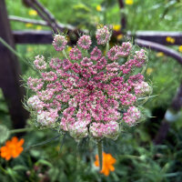 Wilde wortel Dara (Daucus carota ssp. carota) zaad