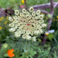 Wilde wortel Dara (Daucus carota ssp. carota) zaad