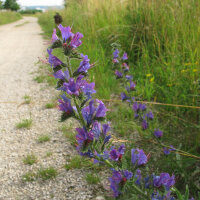 Slangenkruid (Echium vulgare) zaden