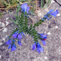 Slangenkruid (Echium vulgare) zaden