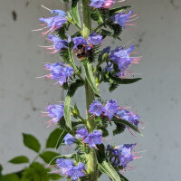 Slangenkruid (Echium vulgare) zaden