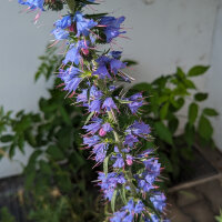 Slangenkruid (Echium vulgare) zaden