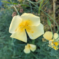 Californische goudpapaver / slaapmutsje Chrome Queen...