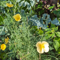 Californische goudpapaver / slaapmutsje Chrome Queen...