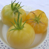 Tomate Mirabelle Blanche (Solanum lycopersicum) Samen